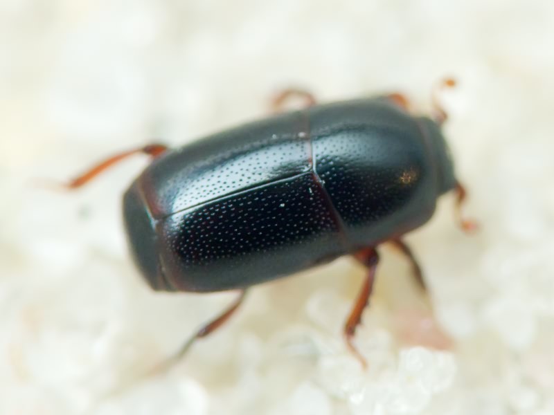 Teretrius fabricii Mazur, 1972